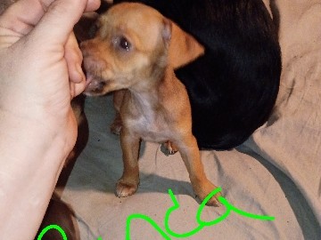 Chihuahua – Heartbeat At My Feet – Phoenix