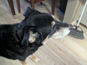 Mixed Breed – Ares – Winkler