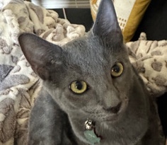 Beautiful Russian Blue boy 