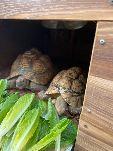 leopard tortoise
