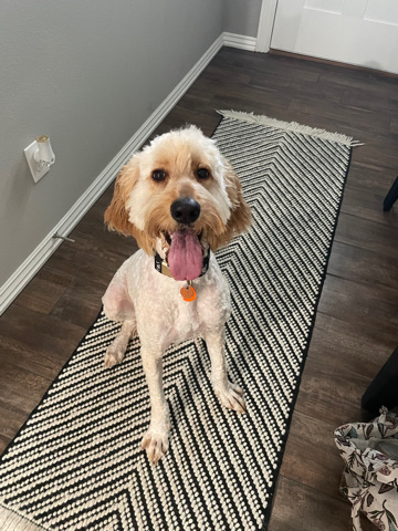 Golden Retriever – needing to rehome our golden doodle
