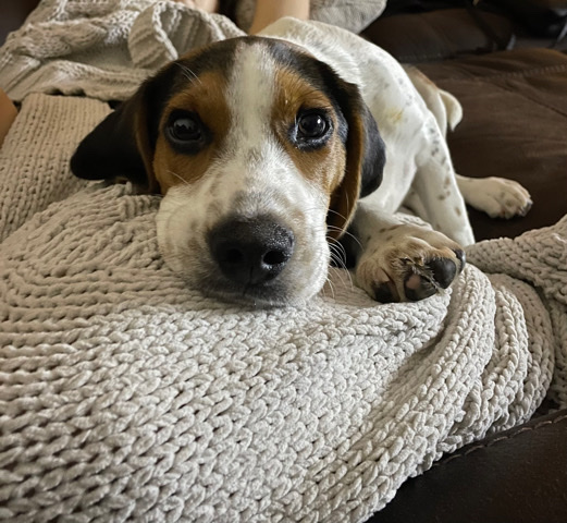 Beagle – loving beagle