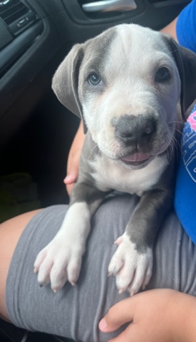 American Pit Bull Terrier – Puppies For Sale