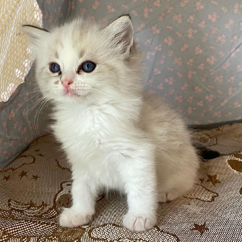 Ragdoll – adella