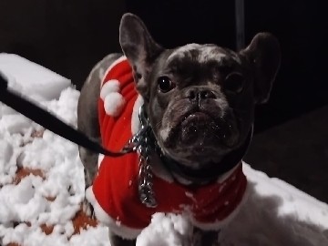 French Bulldog – Sprzedam buldoga francuskiego – Gliwice
