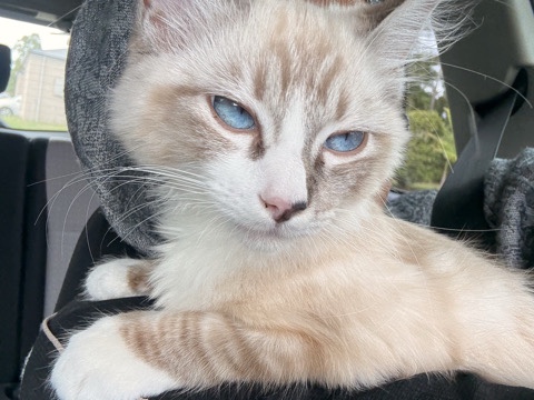 Ragdoll – Kitten – Blue-Cream Point with White, Vaccinated & Microchipped 🌟 – Loganlea
