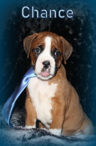 Boxer – Akc
