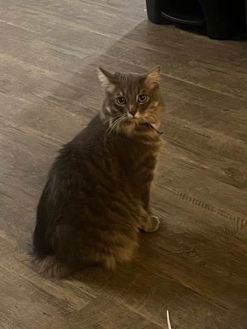 Adult Male Cat needs a new home!