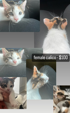 American Shorthair – 8wk calico kitten
