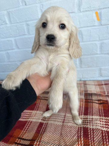 Golden Retriever – Golden Retriever x Cocker Spaniel Puppy (Thor)