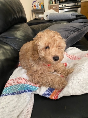 Poodle – hypoallergenic cockapo for sale $2,000 cash