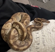 Any – Mojave ball python for sale