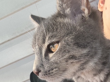 American Shorthair – free cat – Elyria