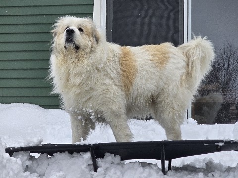 Great Pyrenees – Rodney needs a farm – Washington Township