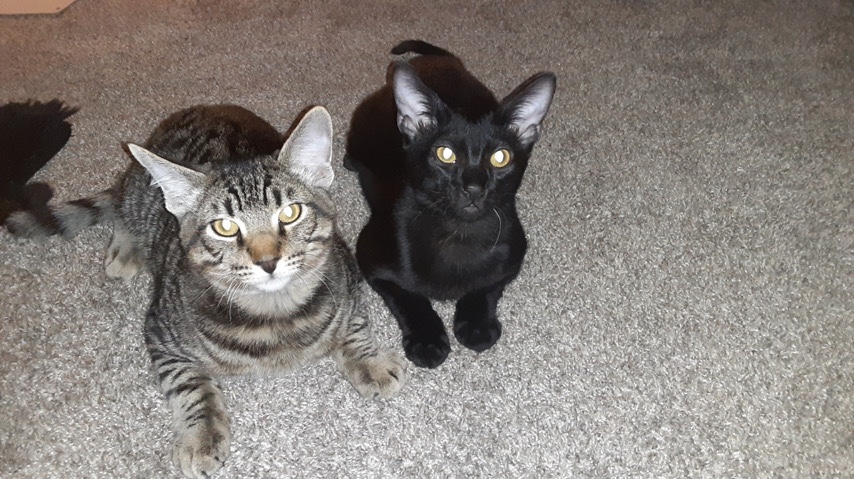 Bombay – 2 Cats (Brothers)