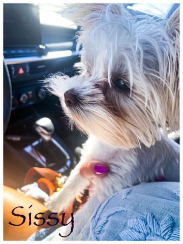 Yorkshire Terrier – Rare Blonde Yorkie