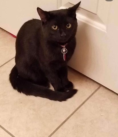 American Shorthair – Black Cat for Sale/Rehoming