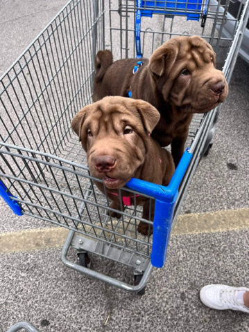 Shar Pei – Shar pei puppys