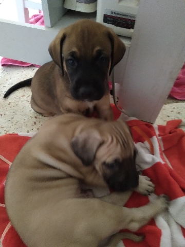 Catahoula Cur – black mouth cur puppy