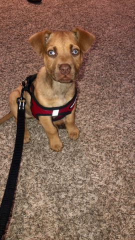 American Pit Bull Terrier – Chesapeake bay retriever