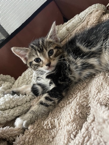 Russian White, Black and Tabby – 9 week old kittens