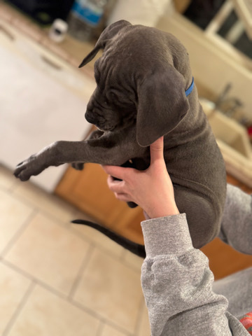Great Dane – Great Dane puppies