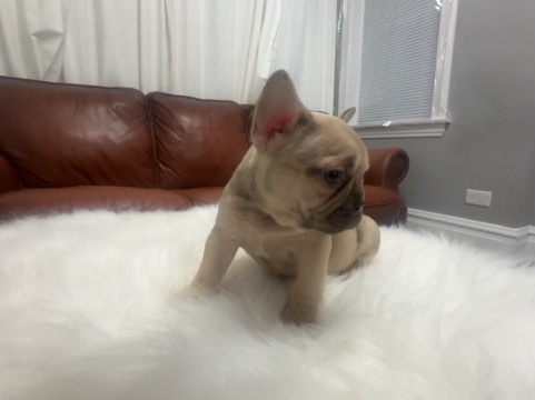 French Bulldog – 8 week old French bulldog puppy