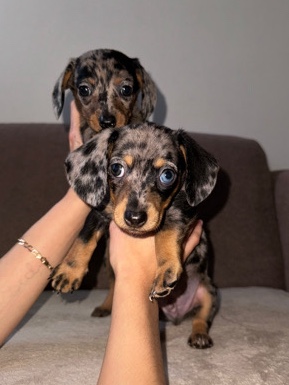 Dachshund – Two beautiful silver dapple miniature dachshund