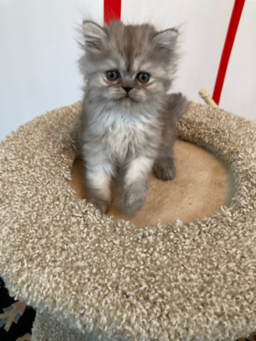 Persian (Modern) – Persian kittens