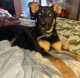 German Shepherd – german shepherd/rot