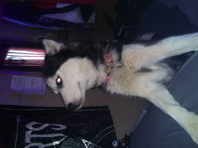 Siberian Husky – Siberian husky