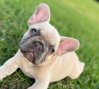 French Bulldog – Pierre