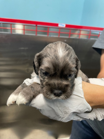 English Cocker Spaniel – Furbabies
