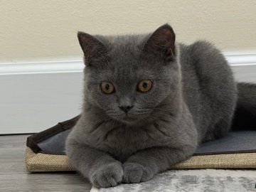 Scottish Fold – Scottish Straight kitten – Willowbrook