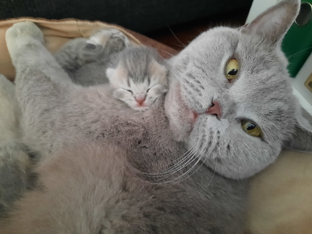 British Shorthair – reinrassige (mit Nachweis) bkh kitten – Berlin