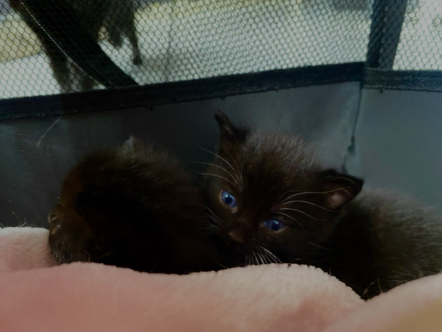 Others - kitten ready for home available for adoption in Birmingham