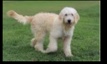 Golden Retriever – sell