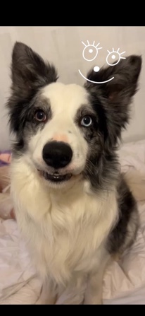 Border Collie – Blue Merl Border Collie for sale