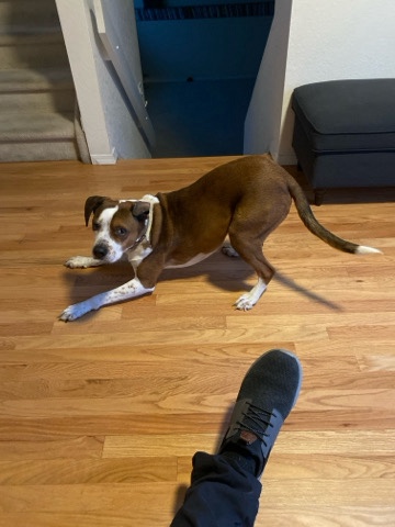 dog