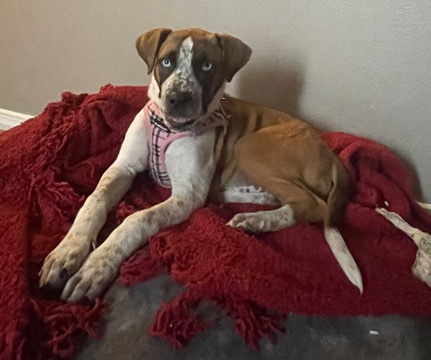 American Pit Bull Terrier – Let’s find Gem a home