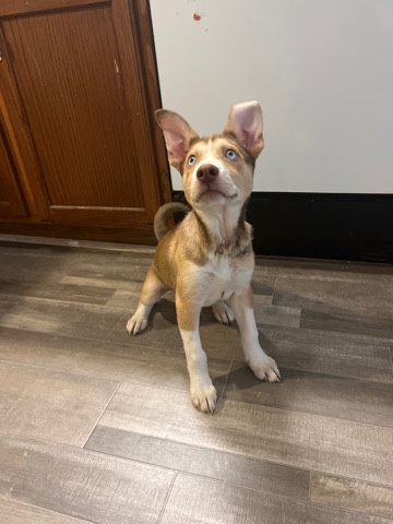 Labrador Husky – hello my name is Daisy
