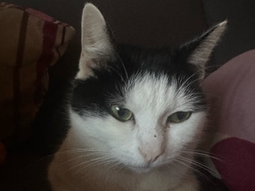 hauskatze – Ismaning