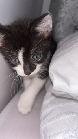 female kitten for sale