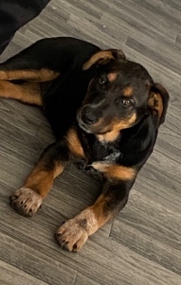 Australian Cattle Dog – cattle dog ruby