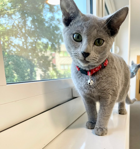 Russian Blue – Purebred Pedigree Russian Blue