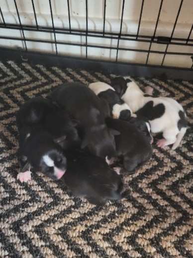 Jack Russell Terrier – gorgeous Jack Russell puppies