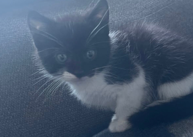 black white kitten 