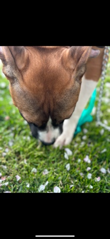Boxer – FREE Please Adopt Me: My Name is Wraith