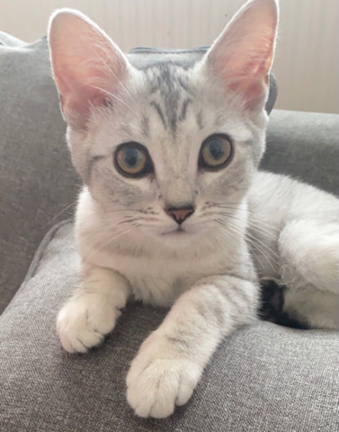 Russian White, Black and Tabby – 3 month old girl silver tabby kitten