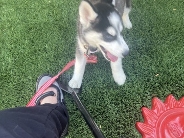 Siberian Husky – puppy for sale